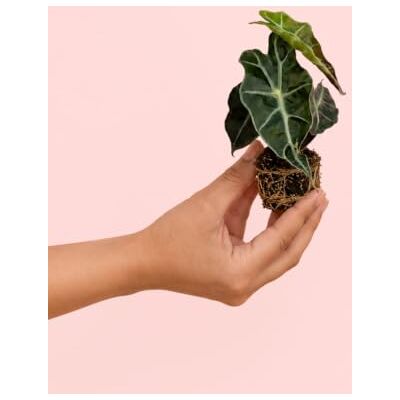 Pur Plant Alocasia Amazónica Polly Planta natural tropical de interior resistente, folhas verde-escuro com manchas brancas marcadas, elegante, exótico e purificador, vaso de Ø 6 cm Pur Plant Alocasia Amazónica Polly Planta natural tropical de interior resistente, folhas verde-escuro com manchas brancas marcadas, elegante, exótico e purificador, vaso de Ø 6 cm