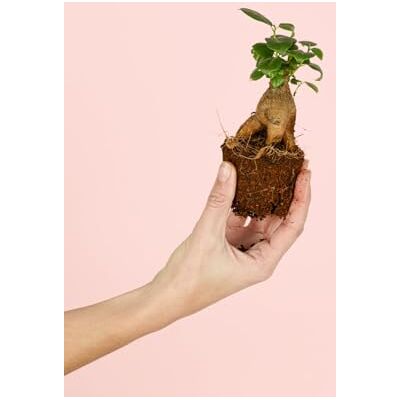 Pur Plant Ficus Microcarpa Mini Planta natural tipo bonsai para terrários, Ficus Tropical decorativo, vaso Ø 6 cm aprox. Pur Plant Ficus Microcarpa Mini Planta natural tipo bonsai para terrários, Ficus Tropical decorativo, vaso Ø 6 cm aprox.