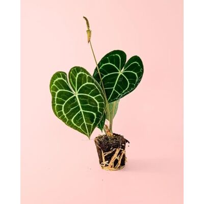 Pur Plant Anthurium Clarinervium Anthurium Tropical de folhas aveludadas, planta de interior decorativa, vaso de Ø 12 cm Pur Plant Anthurium Clarinervium Anthurium Tropical de folhas aveludadas, planta de interior decorativa, vaso de Ø 12 cm