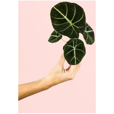 Pur Plant Alocasia Black Velvet Planta natural tropical de interior premium, folhas aveludadas verde escuro com nervuras prateadas, elegante e resistente, vaso de Ø 5 cm Pur Plant Alocasia Black Velvet Planta natural tropical de interior premium, folhas aveludadas verde escuro com nervuras prateadas, elegante e resistente, vaso de Ø 5 cm