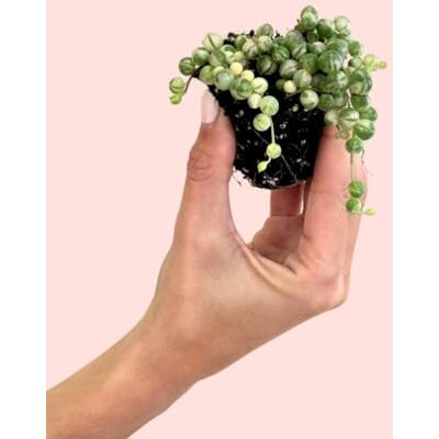 Pur Plant Senécio Variegado Mini Plantas naturais Pur Plant Senécio Variegado Mini Plantas naturais