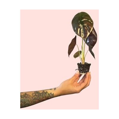 Pur Plant Alocasia Cuprea Planta natural tropical de interior resistente folhas metálicas com tons cobertos e roxos, exótica, elegante e purificador, vaso de Ø 5 cm Pur Plant Alocasia Cuprea Planta natural tropical de interior resistente folhas metálicas com tons cobertos e roxos, exótica, elegante e purificador, vaso de Ø 5 cm