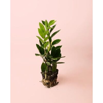 Pur Plant Zamioculca Zamiifolia ZZ Plant natural resistente planta de interior fácil de cuidar, vaso de Ø 12 cm Pur Plant Zamioculca Zamiifolia ZZ Plant natural resistente planta de interior fácil de cuidar, vaso de Ø 12 cm
