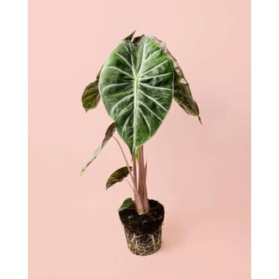 Pur Plant Alocasia Pink Dragon Planta natural tropical de interior resistente Castanho rosa e folhas verdes com nervuras prateadas, elegante, exótico e purificador, vaso de Ø 12 cm Pur Plant Alocasia Pink Dragon Planta natural tropical de interior resistente Castanho rosa e folhas verdes com nervuras prateadas, elegante, exótico e purificador, vaso de Ø 12 cm