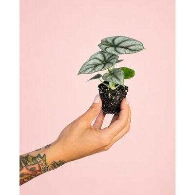Pur Plant Alocasia Silver Dragon Planta natural tropical de interior resistente, folhas prateadas com textura escamada, exótica, elegante e purificador, vaso de Ø 5 cm Pur Plant Alocasia Silver Dragon Planta natural tropical de interior resistente, folhas prateadas com textura escamada, exótica, elegante e purificador, vaso de Ø 5 cm