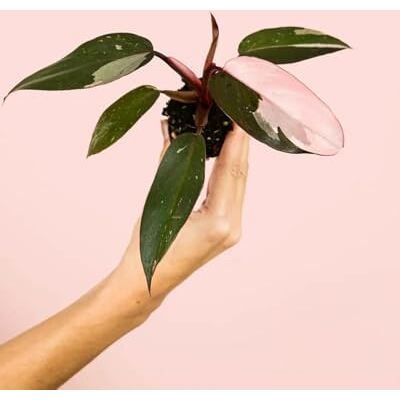 Pur Plant Philodendron Pink Princess Planta natural de interior tropical e exótica folhas variegadas em tons rosa e verde escuro Elegante e decorativa, vaso de Ø 5 cm Pur Plant Philodendron Pink Princess Planta natural de interior tropical e exótica folhas variegadas em tons rosa e verde escuro Elegante e decorativa, vaso de Ø 5 cm