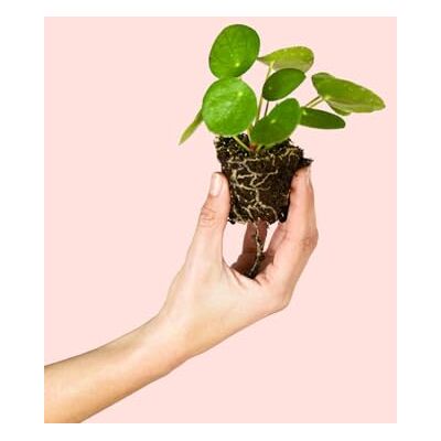Pur Plant Pilea Peperomioides Planta natural de interior Pet Friendly e resistente folhas redondas e verdes brilhantes, decorativa, purificador e fácil de cuidar, vaso de Ø 6 cm Pur Plant Pilea Peperomioides Planta natural de interior Pet Friendly e resistente folhas redondas e verdes brilhantes, decorativa, purificador e fácil de cuidar, vaso de Ø 6 cm