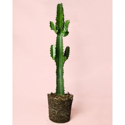 Pur Plant Euphorbia Acrurensis Planta natural de interior, resistente, decorativa e de estilo moderno Pur Plant Euphorbia Acrurensis Planta natural de interior, resistente, decorativa e de estilo moderno