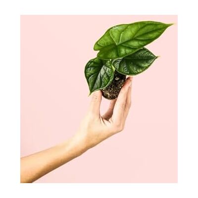 Pur Plant Alocasia Dragon Scale Planta natural tropical de interior resistente folhas verdes com textura de camada de aspeto exótico, elegante e purificador, vaso de Ø 5 cm Pur Plant Alocasia Dragon Scale Planta natural tropical de interior resistente folhas verdes com textura de camada de aspeto exótico, elegante e purificador, vaso de Ø 5 cm