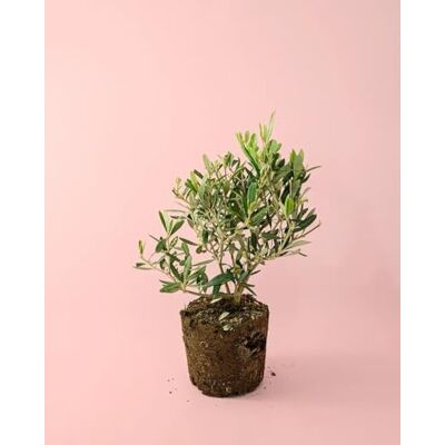Pur Plant Azeitona anão mini árvore natural fruta Pur Plant Azeitona anão mini árvore natural fruta