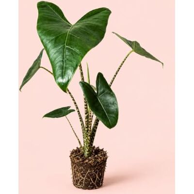 Pur Plant Alocasia Zebrina Planta tropical com hastes tipo zebra planta de interior decorativa exótico e elegante, vaso de Ø 14 cm Pur Plant Alocasia Zebrina Planta tropical com hastes tipo zebra planta de interior decorativa exótico e elegante, vaso de Ø 14 cm