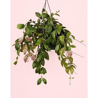 Pur Plant Aeschynanthus Marmoratus Planta batom suspenso natural planta de interior decorativa, vaso de Ø 15 cm Pur Plant Aeschynanthus Marmoratus Planta batom suspenso natural planta de interior decorativa, vaso de Ø 15 cm