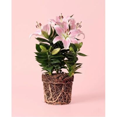 Pur Plant Lírio Oriental Lembrança Lilium Oriental com flor, planta natural de interior e exterior, vaso Ø 13 cm Pur Plant Lírio Oriental Lembrança Lilium Oriental com flor, planta natural de interior e exterior, vaso Ø 13 cm