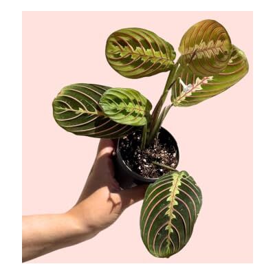 Pur Plant Maranta Leuconeura tricolor Planta natural de interior Pet Friendly e purificadora folhas verdes com nervuras rosa e verso rosa, tropical, elegante e viva, vaso de Ø 8,5 cm Pur Plant Maranta Leuconeura tricolor Planta natural de interior Pet Friendly e purificadora folhas verdes com nervuras rosa e verso rosa, tropical, elegante e viva, vaso de Ø 8,5 cm