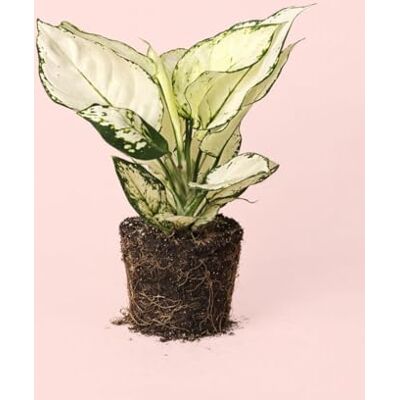 Pur Plant Aglaonema White Joy Planta de interior natural decorativa, folhas brancas e verdes, vaso de Ø 12 cm Pur Plant Aglaonema White Joy Planta de interior natural decorativa, folhas brancas e verdes, vaso de Ø 12 cm