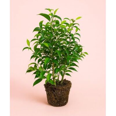 Pur Plant Ficus Benjamina Natasja Planta natural de interior frondosa, Ficus Tropical decorativo, vaso Ø 12 cm aprox. Pur Plant Ficus Benjamina Natasja Planta natural de interior frondosa, Ficus Tropical decorativo, vaso Ø 12 cm aprox.