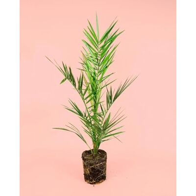 Pur Plant Palmeira das Canárias Plantas naturais exterior Pur Plant Palmeira das Canárias Plantas naturais exterior