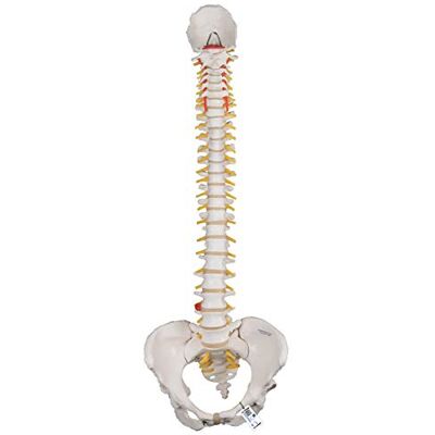 3B Scientific Modelo de anatomia humana Coluna Flexível, Versão Clássica Com Pélvis Feminina + App de anatomia gratuita 3B Smart Anatomy 3B Scientific Modelo de anatomia humana Coluna Flexível, Versão Clássica Com Pélvis Feminina + App de anatomia gratuita 3B Smart Anatomy