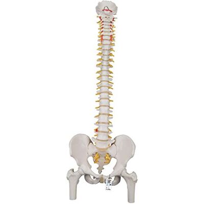 3B Scientific Modelo de coluna vertical flexível, clássico a tamanho real com fémures, invervos e artesanato, móvel para estudo funcional Smart Anatomy App (5 anos de garantia) 3B Scientific Modelo de coluna vertical flexível, clássico a tamanho real com fémures, invervos e artesanato, móvel para estudo funcional Smart Anatomy App (5 anos de garantia)