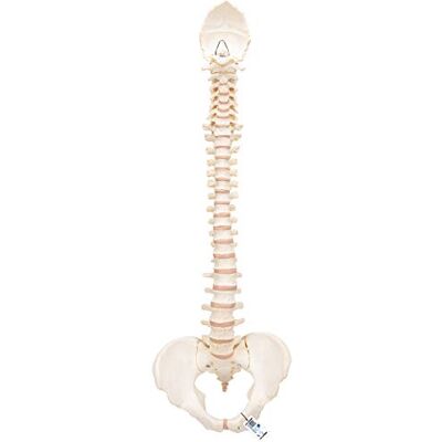 3B Scientific Modelo de anatomia humana Bonelike coluna vertical app de anatomia gratuita 3B Smart Anatomy 3B Scientific Modelo de anatomia humana Bonelike coluna vertical app de anatomia gratuita 3B Smart Anatomy