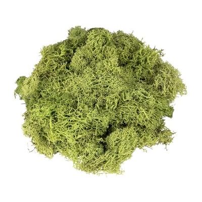 Ideen mit Herz Musgo islandês verde musgo decorativo produto natural 100 g Ideen mit Herz Musgo islandês verde musgo decorativo produto natural 100 g
