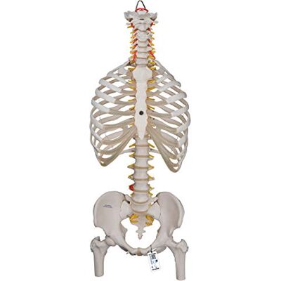3B Scientific ® Coluna Vertebral Flexível – Clássica em Tamanho Real com Caixa Torácica e Fémures, Móvel para Ensino de Anatomia + Smart Anatomy App 3B Scientific ® Coluna Vertebral Flexível – Clássica em Tamanho Real com Caixa Torácica e Fémures, Móvel para Ensino de Anatomia + Smart Anatomy App