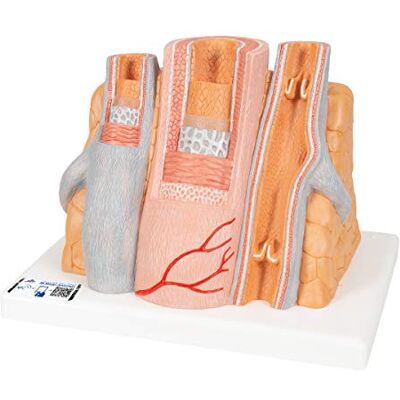3B Scientific Artéria e vina, aumento de 14 vezes, microanatomy aplicativo de anatomia gratuita 3B Smart Anatomy 3B Scientific Artéria e vina, aumento de 14 vezes, microanatomy aplicativo de anatomia gratuita 3B Smart Anatomy