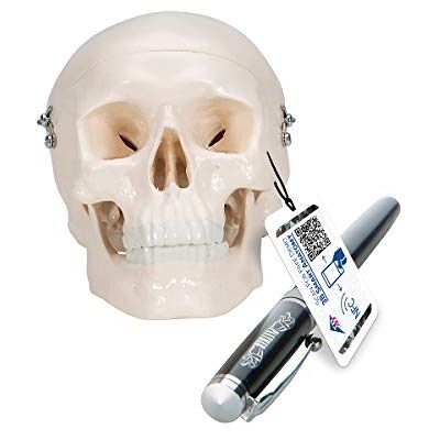 3B Scientific Mini caveira humana, modelo anatómico compacto de 3 partes + Smart Anatomy App (5 anos de garantia) 3B Scientific Mini caveira humana, modelo anatómico compacto de 3 partes + Smart Anatomy App (5 anos de garantia)