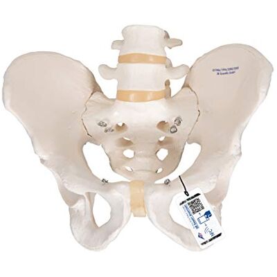 3B Scientific A60 Modelo anatómico humano esqueleto da pelvis, masculino app de anatomia gratuita 3B Smart Anatomy 3B Scientific A60 Modelo anatómico humano esqueleto da pelvis, masculino app de anatomia gratuita 3B Smart Anatomy
