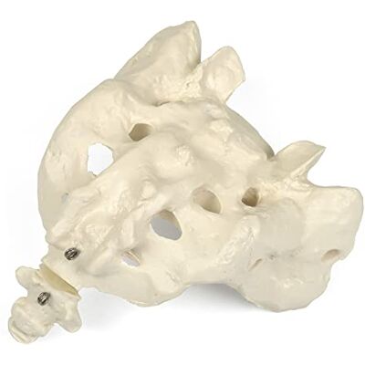 3B Scientific Modelo de anatomia humana sacro e oxis app de anatomia gratuita 3B Smart Anatomy 3B Scientific Modelo de anatomia humana sacro e oxis app de anatomia gratuita 3B Smart Anatomy