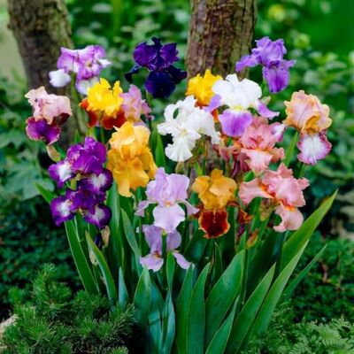 DUTCH BULBS EXCLUSIVE PLANTS FROM HOLLAND Coleção de 5 plantas de lírio de espada, íris Germanica, mistura de 5 variedades. Grandes lírios de espada, resistentes ao inverno e perenes, raízes nuas da Holanda mezcla de 5 variedades Grandes lirios de espad DUTCH BULBS EXCLUSIVE PLANTS FROM HOLLAND Coleção de 5 plantas de lírio de espada, íris Germanica, mistura de 5 variedades. Grandes lírios de espada, resistentes ao inverno e perenes, raízes nuas da Holanda mezcla de 5 variedades Grandes lirios de espad