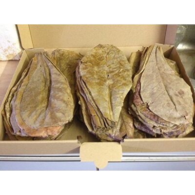 Pelbaikim Hojas de almendro marino XL (100 piezas/aprox. 20 cm), producto original de la marca A de Catappa-Leaves + hojas de almendra marina Catappa Leaves (camarón, discus, Bettas & Co) Pelbaikim Hojas de almendro marino XL (100 piezas/aprox. 20 cm), producto original de la marca A de Catappa-Leaves + hojas de almendra marina Catappa Leaves (camarón, discus, Bettas & Co)