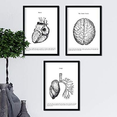 NACNIC Anatomia em preto e branco - coração, cérebro, pulmões - Poster set NACNIC Anatomia em preto e branco - coração, cérebro, pulmões - Poster set