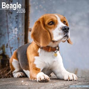 Avonside Publishing Ltd Beagle Calendar 2026 Square Dog Breed Wall Calendar 16 Month Avonside Publishing Ltd Beagle Calendar 2026 Square Dog Breed Wall Calendar 16 Month