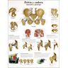 Lâmina de anatomia: Pelvis e quadril