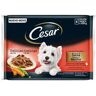 Cesar Pack Seleção Delicias Com Molho 4 Pacotes Para Cão 100g