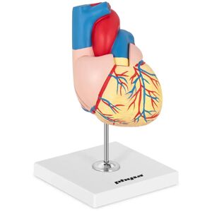 physa Model de inimă - separabil în 2 părți - în mărime naturală PHY-HM-2