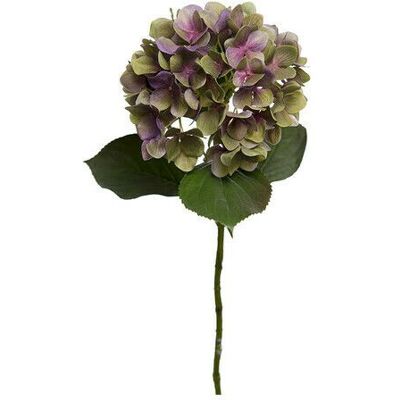 Newport Hortensia snittblomma lila/grön Newport Hortensia snittblomma lila/grön