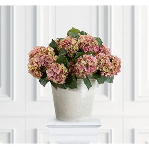 Newport Hortensia krukväxt rosa/grön