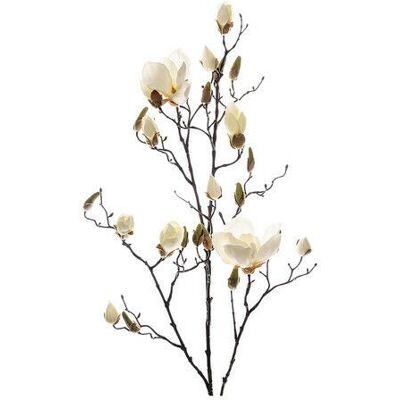 Newport Magnolia snittblomma vit Newport Magnolia snittblomma vit
