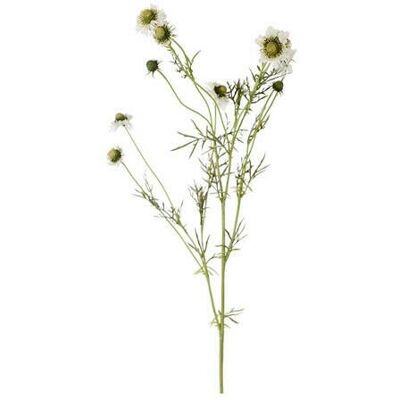 Newport Scabiosa snittblomma vit Newport Scabiosa snittblomma vit