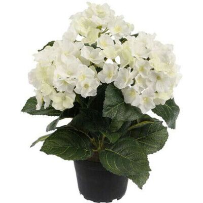 Newport Hortensia krukväxt vit Newport Hortensia krukväxt vit