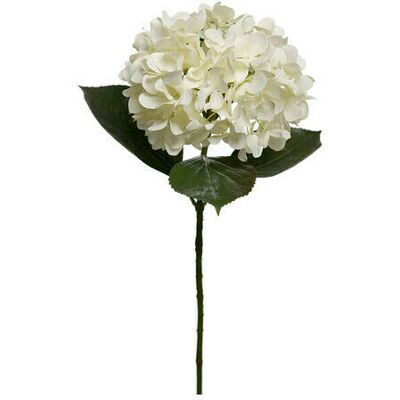 Newport Hortensia snittblomma vit Newport Hortensia snittblomma vit
