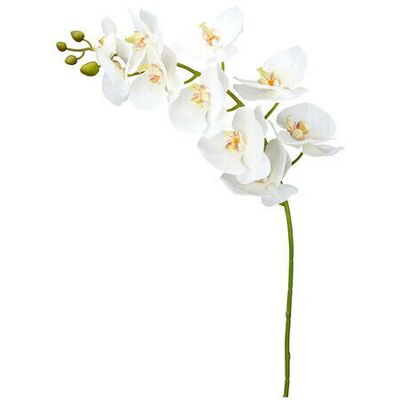 Newport Orkidé snittblomma vit Newport Orkidé snittblomma vit