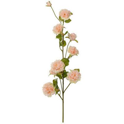 Newport Klätterros snittblomma persika Newport Klätterros snittblomma persika