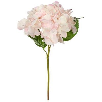 Newport Hortensia snittblomma rosa Newport Hortensia snittblomma rosa