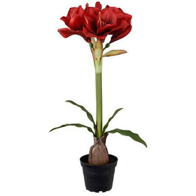 Newport Amaryllis konstväxt röd Newport Amaryllis konstväxt röd
