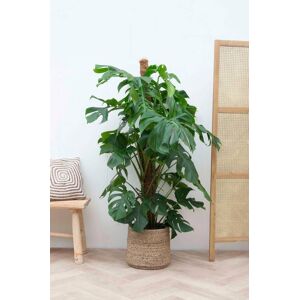 Monstera Deliciosa på mosstok 150 cm Grön