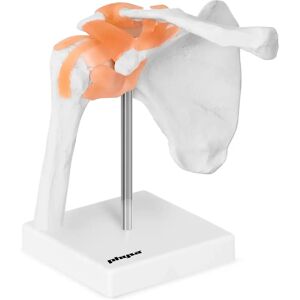 physa Axel - Anatomisk modell PHY-SJ-1