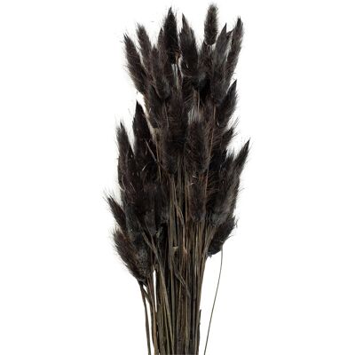 Cooee Design Dried Flowers Lagurus Ash ONE SIZE BLACK ONE SIZE Cooee Design Dried Flowers Lagurus Ash ONE SIZE BLACK ONE SIZE